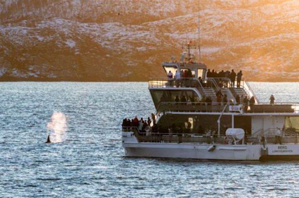 Walbeobachtung in Tromso