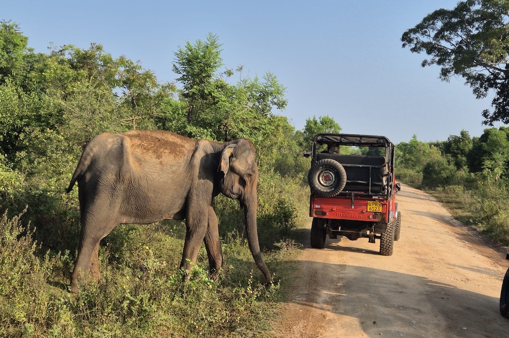 Abenteuerliche Jeep-Safari