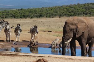 Addo Elefant Nationalpark