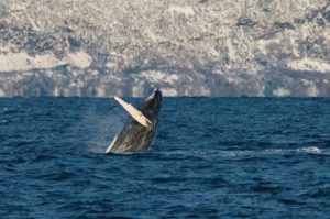 Walbeobachtung in Tromso