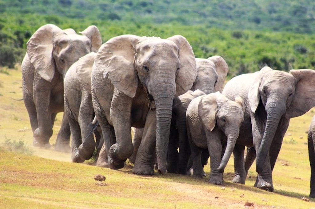 Addo Elefant Nationalpark